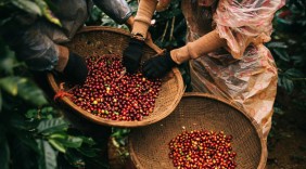 Thị trường cà phê Việt: Giá tăng, sản lượng giảm