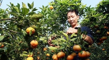 Nông sản tỉnh Hưng Yên – Cần thêm hướng đi mới