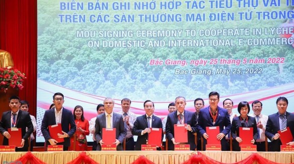 Tiếp tục đẩy mạnh hiệu quả tiêu thụ vải thiều Bắc Giang năm 2022  qua kênh phân phối truyền thống và thương mại điện tử
