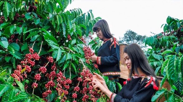 Bộ Công Thương ban hành kế hoạch hành động phát triển kinh tế, xã hội vùng Tây Nguyên