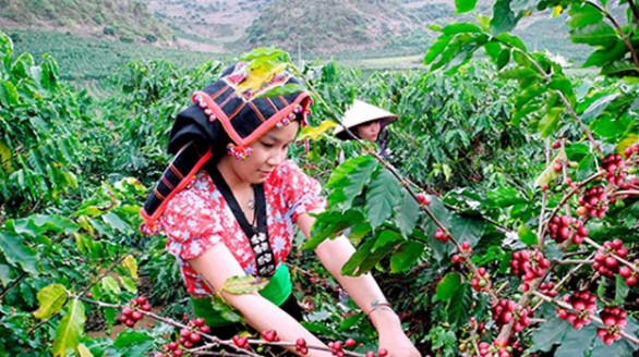 Lễ hội Cà phê Sơn La 2023: Quảng bá và tôn vinh hạt cà phê Việt