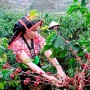 Lễ hội Cà phê Sơn La 2023: Quảng bá và tôn vinh hạt cà phê Việt