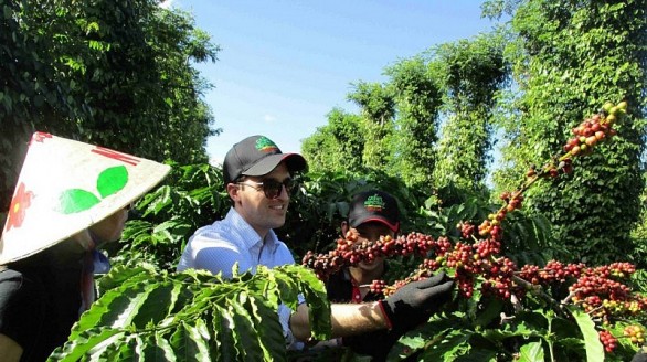 Việt Nam bước vào vụ thu hoạch, giá xuất khẩu cà phê đảo chiều giảm nhẹ