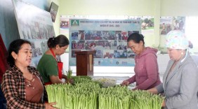 Nâng cao giá trị cây măng tây của đồng bào Chăm tại Ninh Thuận