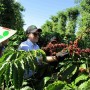 Việt Nam bước vào vụ thu hoạch, giá xuất khẩu cà phê đảo chiều giảm nhẹ