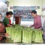 Nâng cao giá trị cây măng tây của đồng bào Chăm tại Ninh Thuận