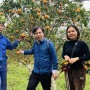 Gặt những “mùa vàng” trên đất Cao Phong