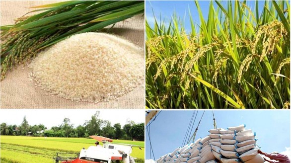 Thủ tướng chỉ thị đẩy mạnh sản xuất, kinh doanh, xuất khẩu lúa, gạo bền vững