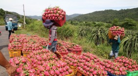 Xuất khẩu rau quả sang thị trường ASEAN vẫn còn khiêm tốn