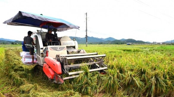 Cạnh tranh lúa - cá trên những 'cánh đồng lười'