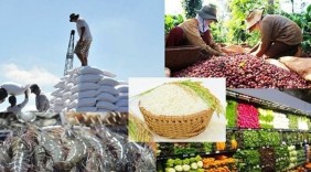 Giá nông sản ngày 7/1/2026: Hồ tiêu tăng mạnh, cà phê giảm nhẹ