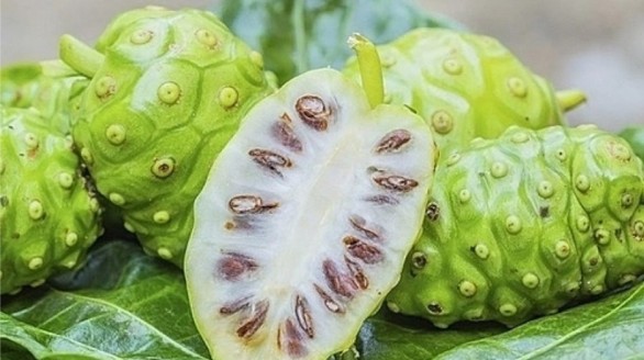 Trái nhàu mở hướng phát triển OCOP trên vùng đồng chiêm Bắc Ninh