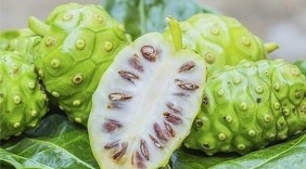 Trái nhàu mở hướng phát triển OCOP trên vùng đồng chiêm Bắc Ninh