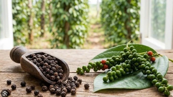 Việt Nam tiếp tục dẫn đầu nguồn cung hồ tiêu cho Đức