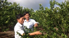 Người trồng sầu riêng đầu tiên ở Đồng Xoài