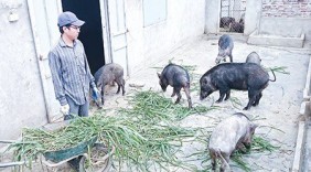 Bỏ việc lương cao, 9X về quê nuôi lợn rừng thu hàng tỷ đồng