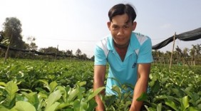 Tỷ phú chanh không hạt miền Tây