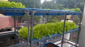 9x làm giàu từ thùng xốp trồng rau