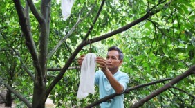 Tạo cơ nghiệp từ cây mãng cầu Xiêm