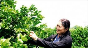 Tỷ phú nông dân với thương hiệu “Chanh không hạt Vica”