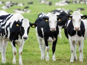 TH true MILK Organic: Tiên phong trong ngành sữa Việt Nam