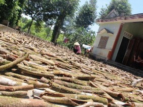 Yên Bái: Bóc... vỏ quế bán, thu gầ