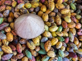 Cacao hữu cơ Việt Nam lần đầu xuất đi Nhật