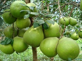 Đồng Nai phát huy thế mạnh trồng cây bưởi