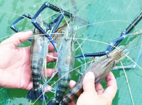Đồng Tháp khai thác giá trị tôm càng xanh