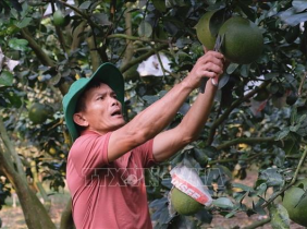 Thu nhập tiền tỷ mỗi năm từ trồng bưởi da xanh