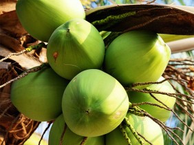Dừa Bến Tre – cây cho nhiều sản phẩm nhất Việt Nam