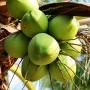 Dừa Bến Tre – cây cho nhiều sản phẩm nhất Việt Nam