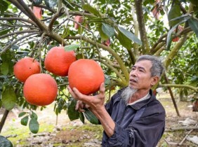 Bưởi đỏ tiến vua vào vụ Tết, khách đặt mua từ sớm