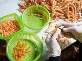 Nghề làm tôm khô Cà Mau nhộn nhịp vào vụ Tết