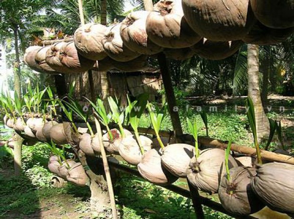 Dừa sáp ở Trà Vinh