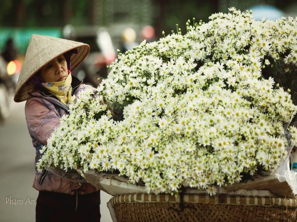 Tháng 11 có hẹn với mùa hoa cúc họa mi Hà Nội